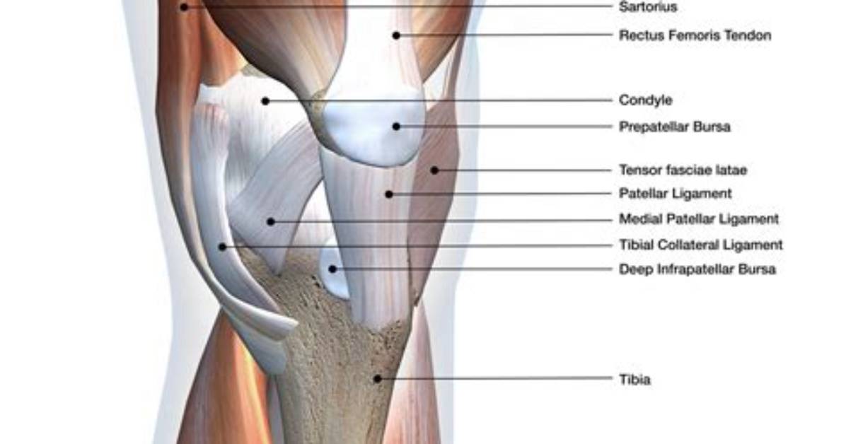 What's a Corked Knee?