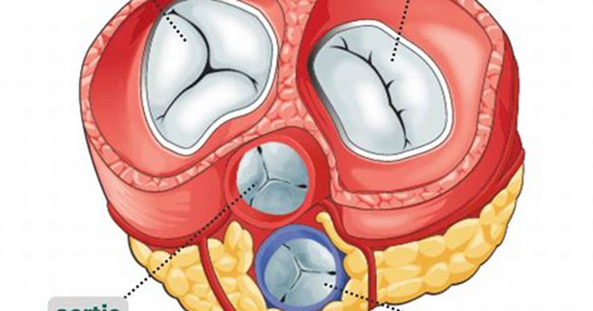 What's a Cuspid Valve?