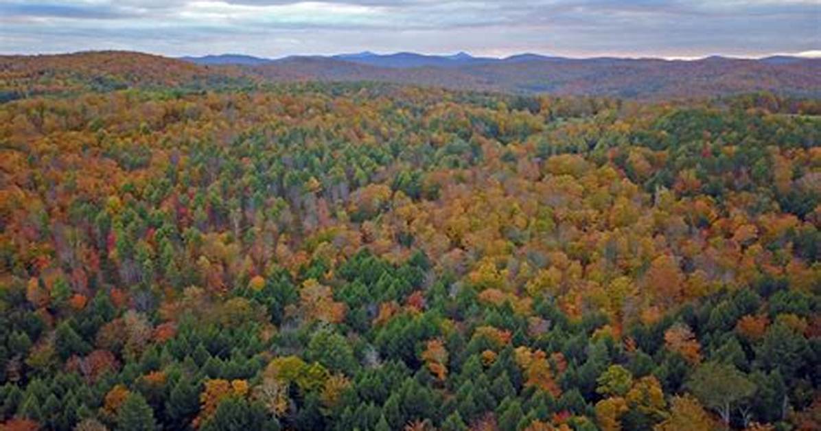 What's a Deciduous Forest?