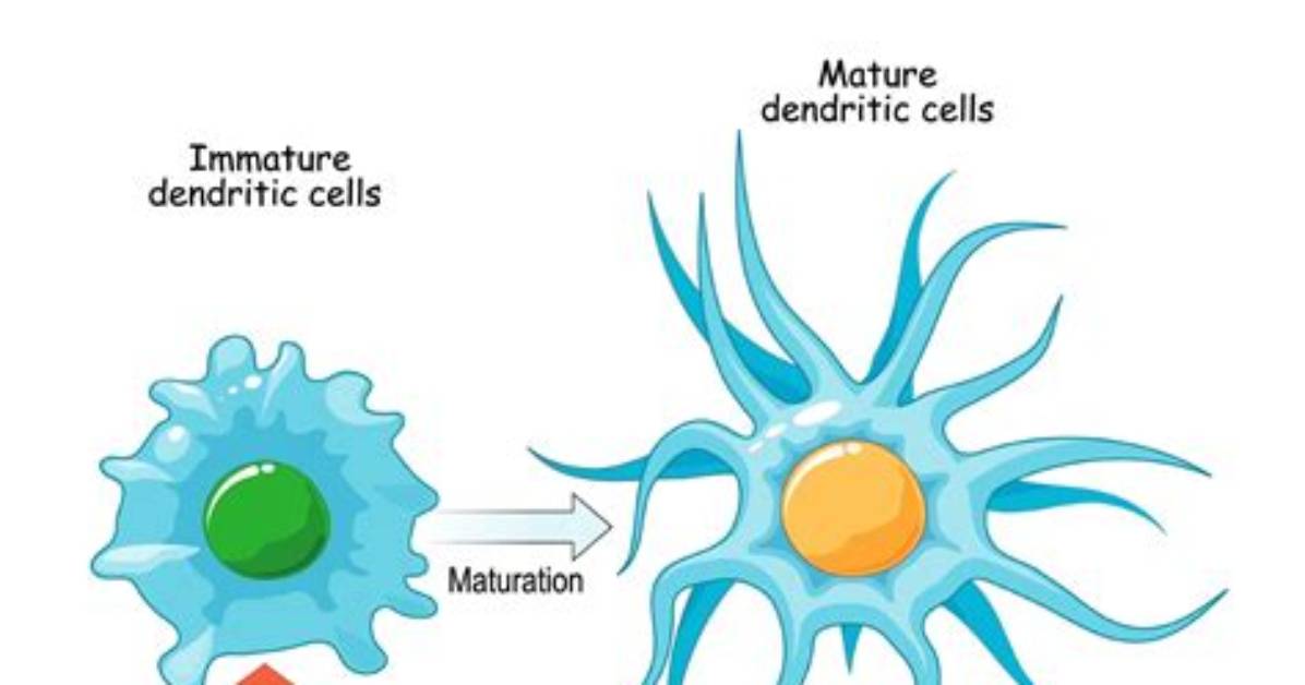 What's a Dendritic Cell?