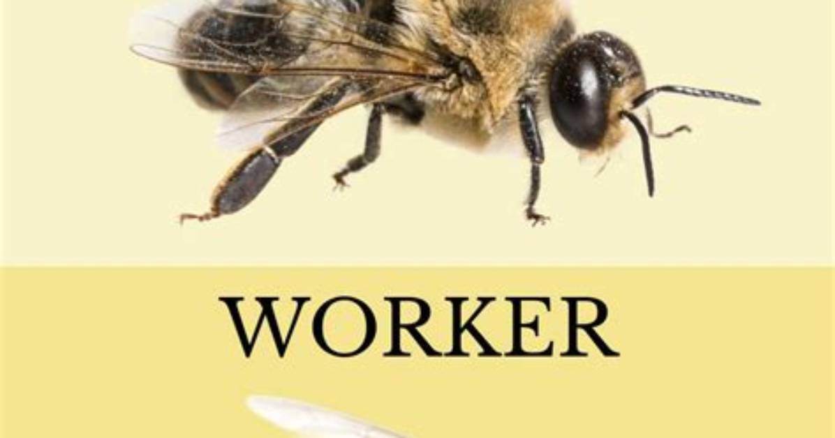 What's a Drone Bee?