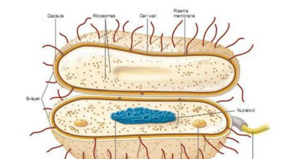 What's a Fimbriae Function?
