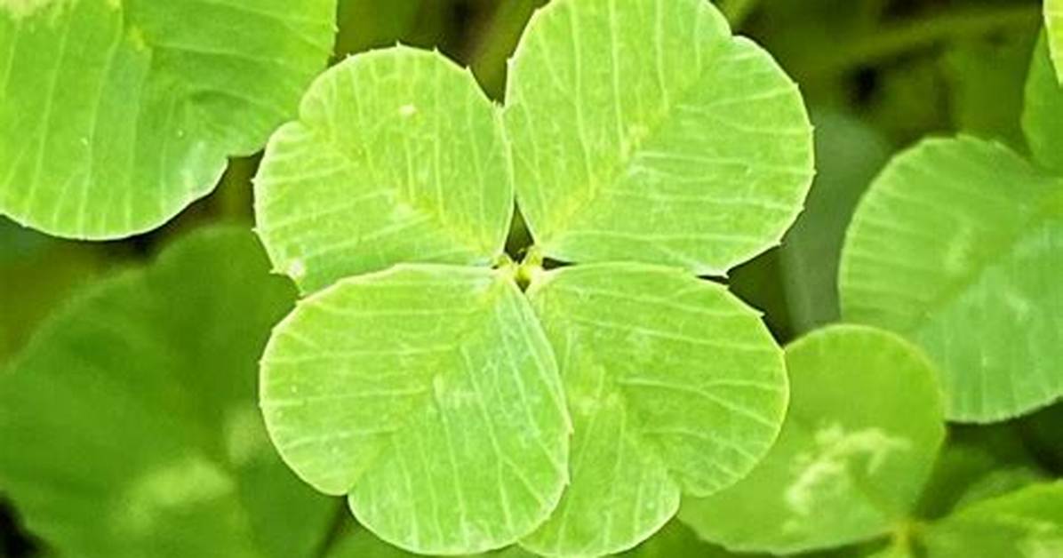 What's a Four Leaf Clover?