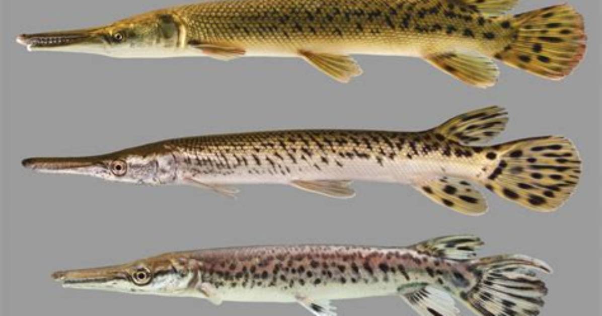 What’s a Gar Fish