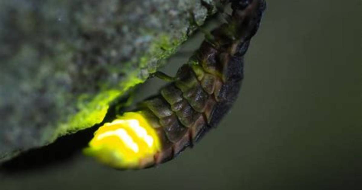 What's a Glow Worm?