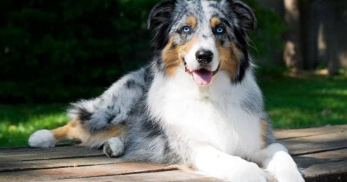 What's a Good Medium Sized Dog?