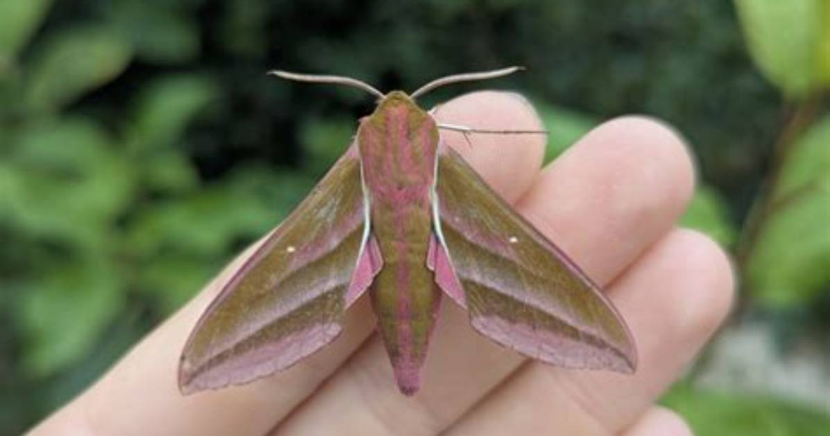 What's a Hawk Moth?