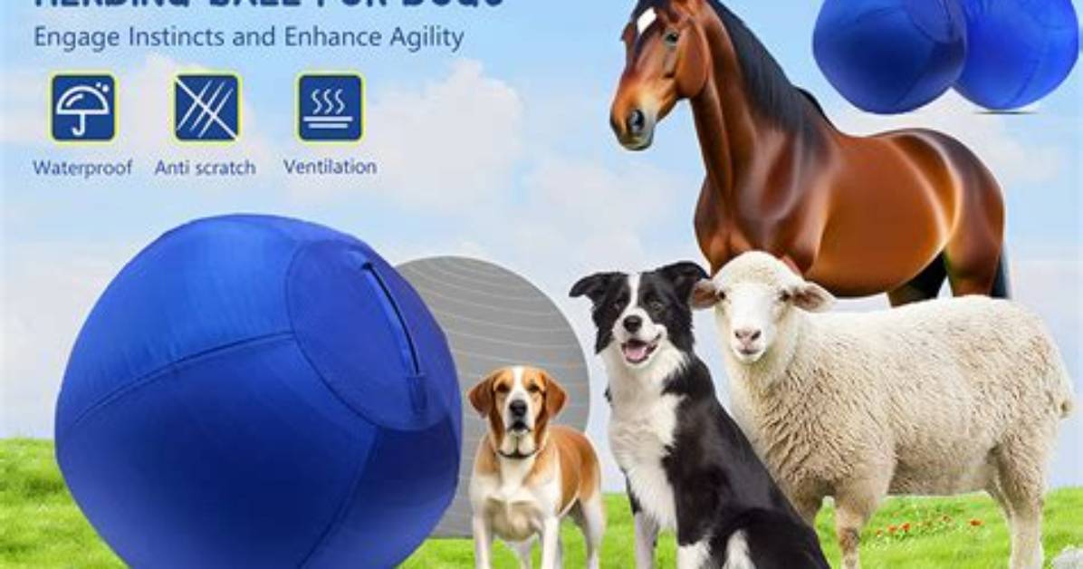 What's a Herding Ball?