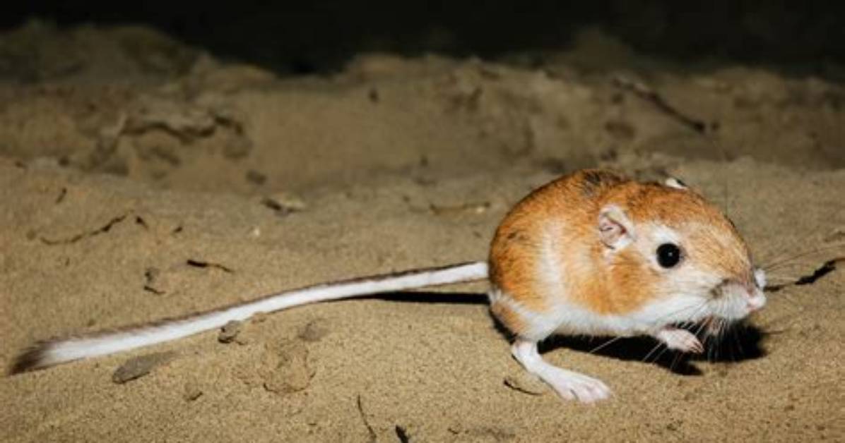 What's a Kangaroo Rat?