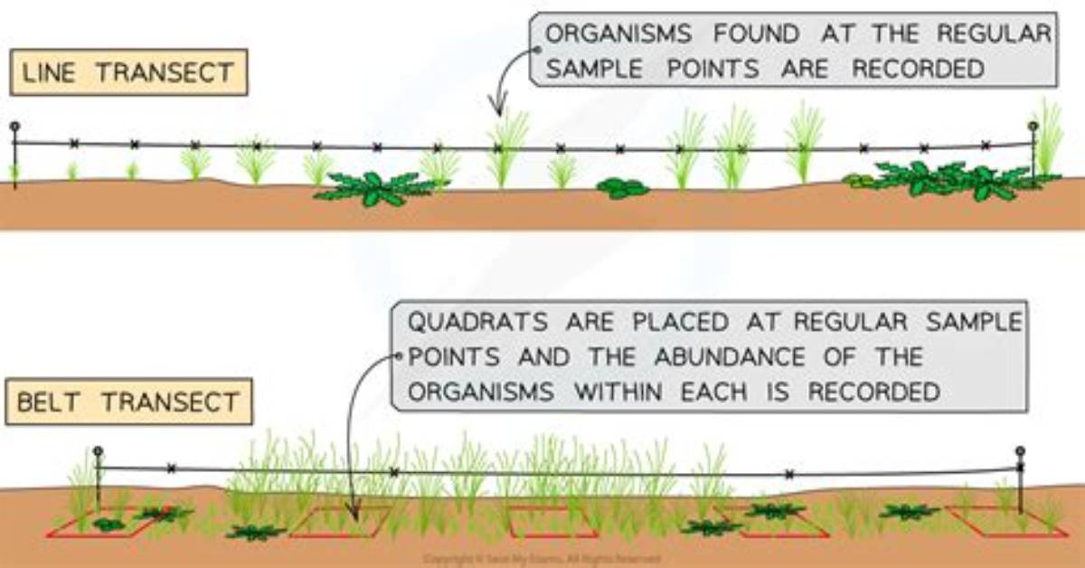 What's a Line Transect?