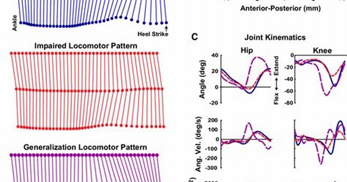 What's a Locomotor Pattern?