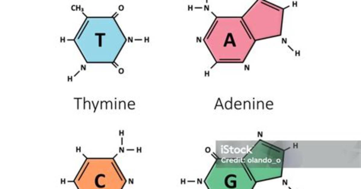 What's a Nitrogen Base?