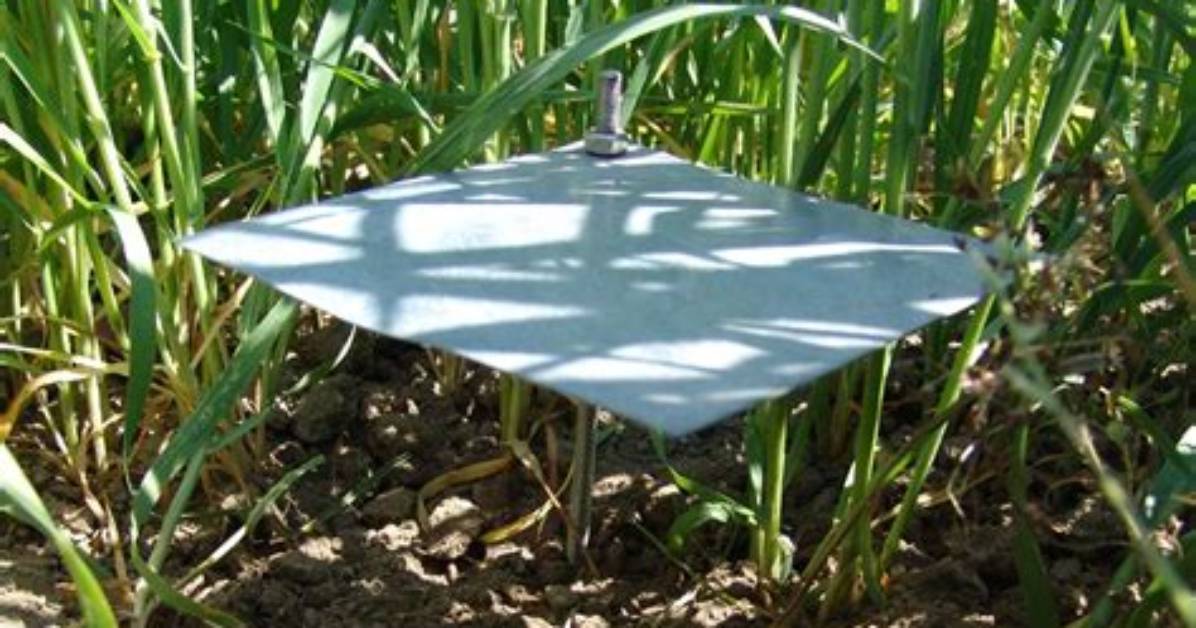 What's a Pit Fall Trap?