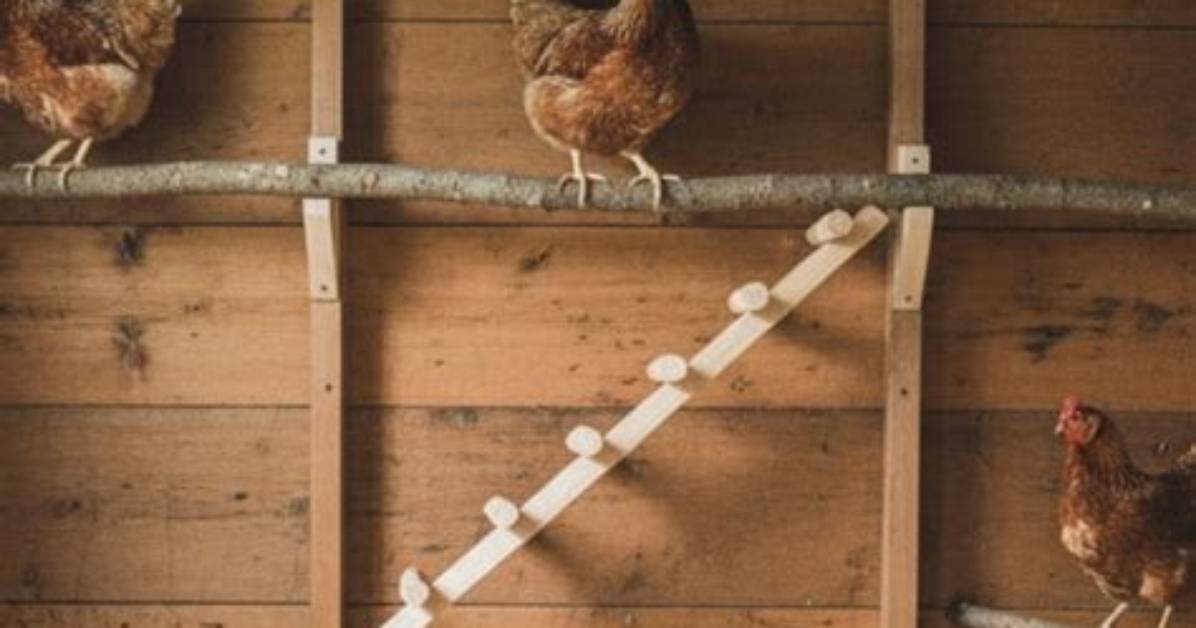 What's a Roosting Bar?