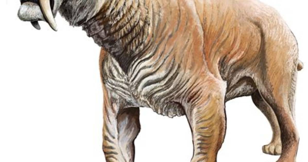 What's a Sabertooth Mean?