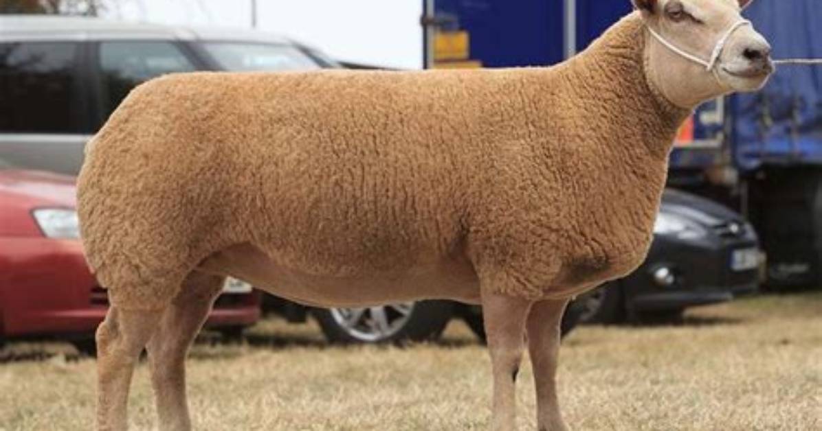 What's a Shearling Ewe?