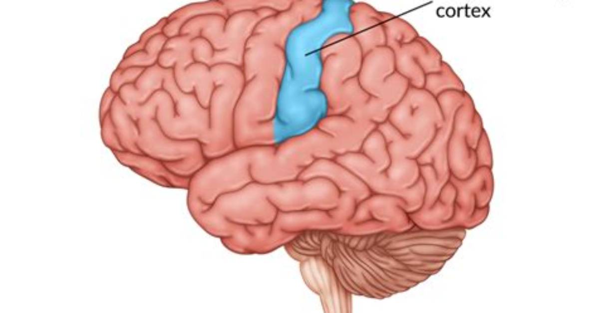 What's a Somatosensory Cortex?