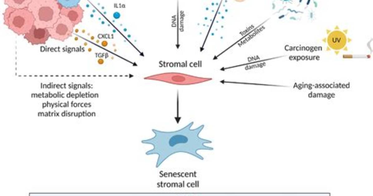 What's a Stromal Cell?