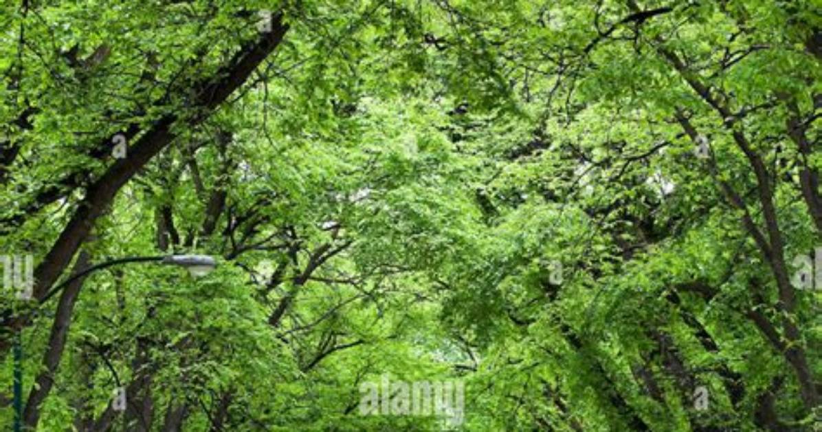 What's a Tree-Lined Street?