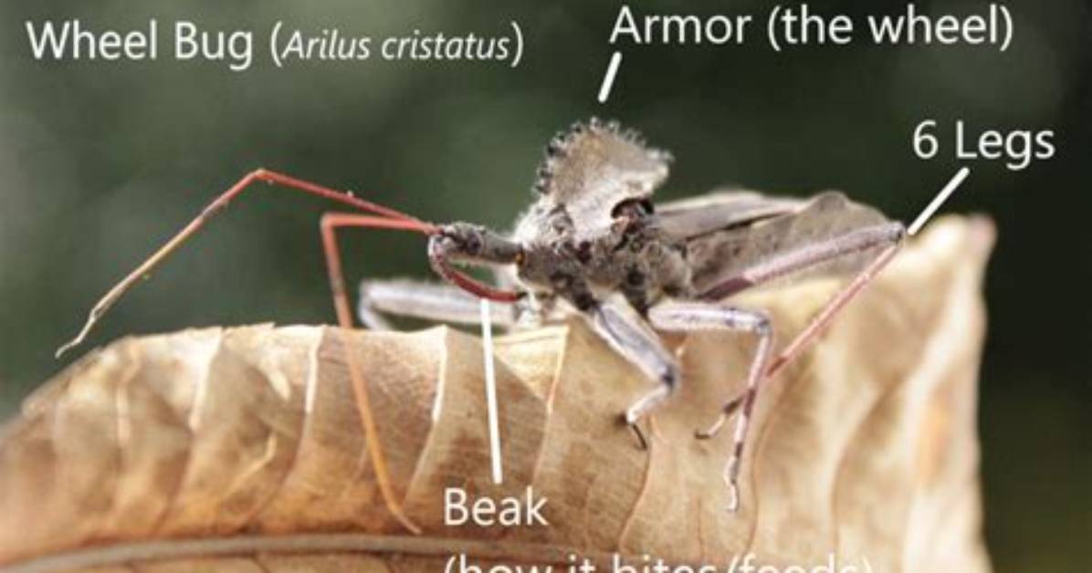What's a Wheel Bug Look Like