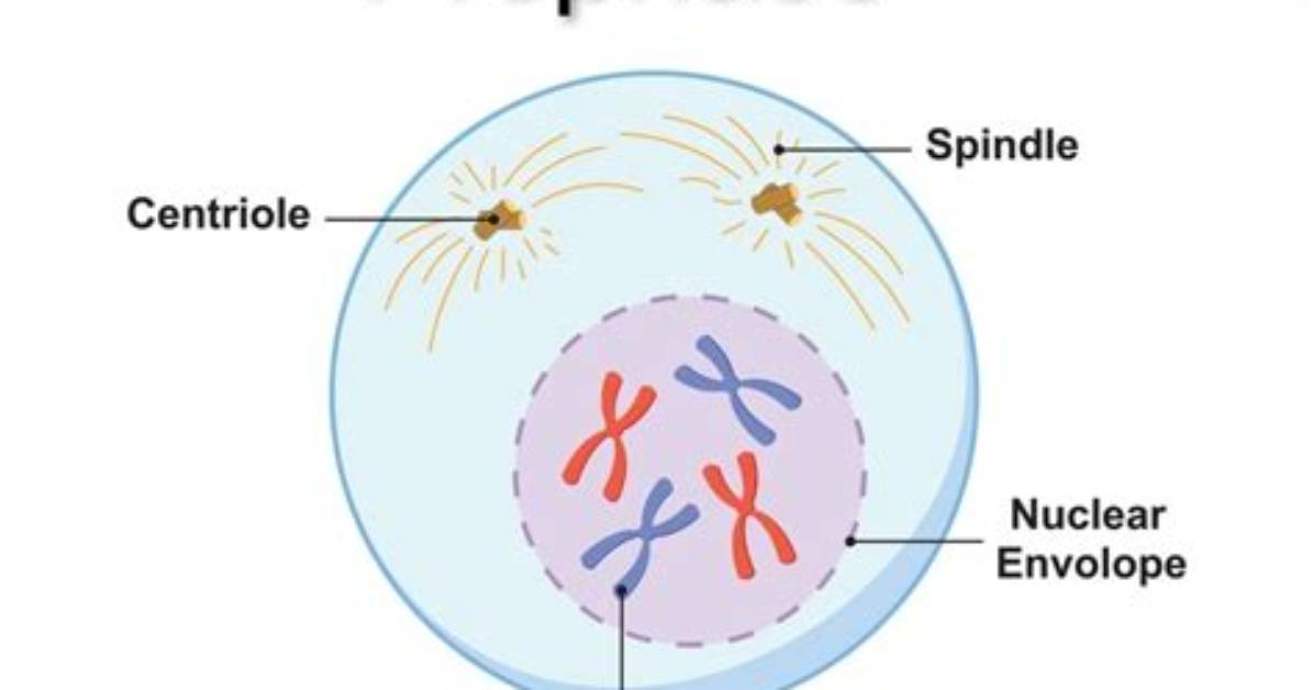 What's After Prophase 1?