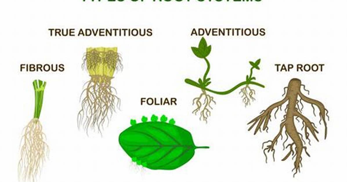 What's an Adventitious Root