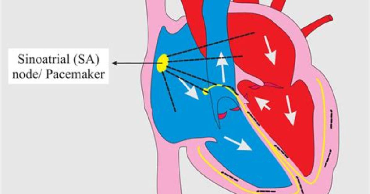 What's Another Name for Sinoatrial Node?