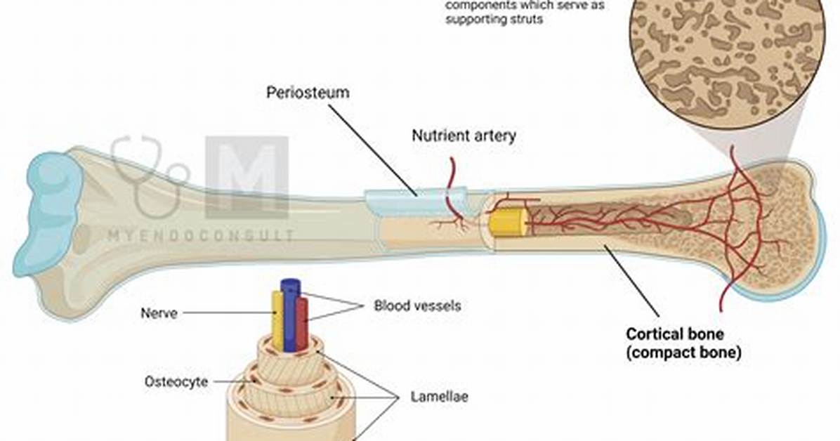 What's Another Name for Trabecular Bone?