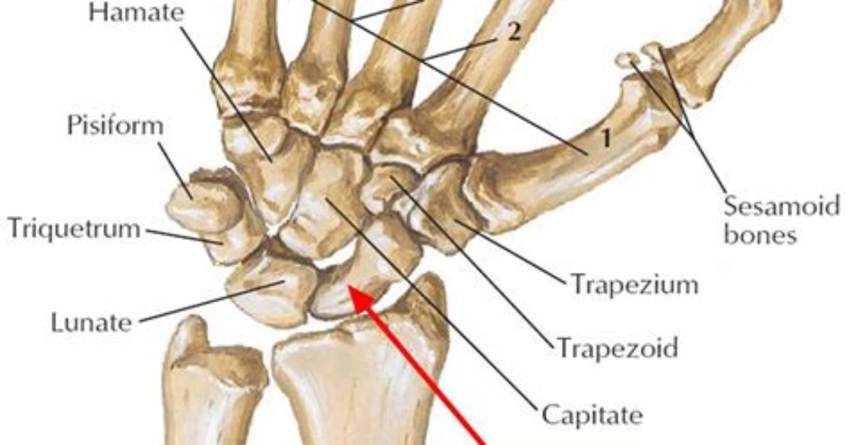 What's Another Word for Scaphoid Bone?