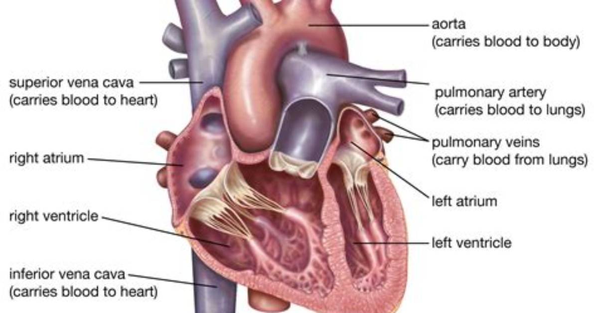 What's Conus Arteriosus