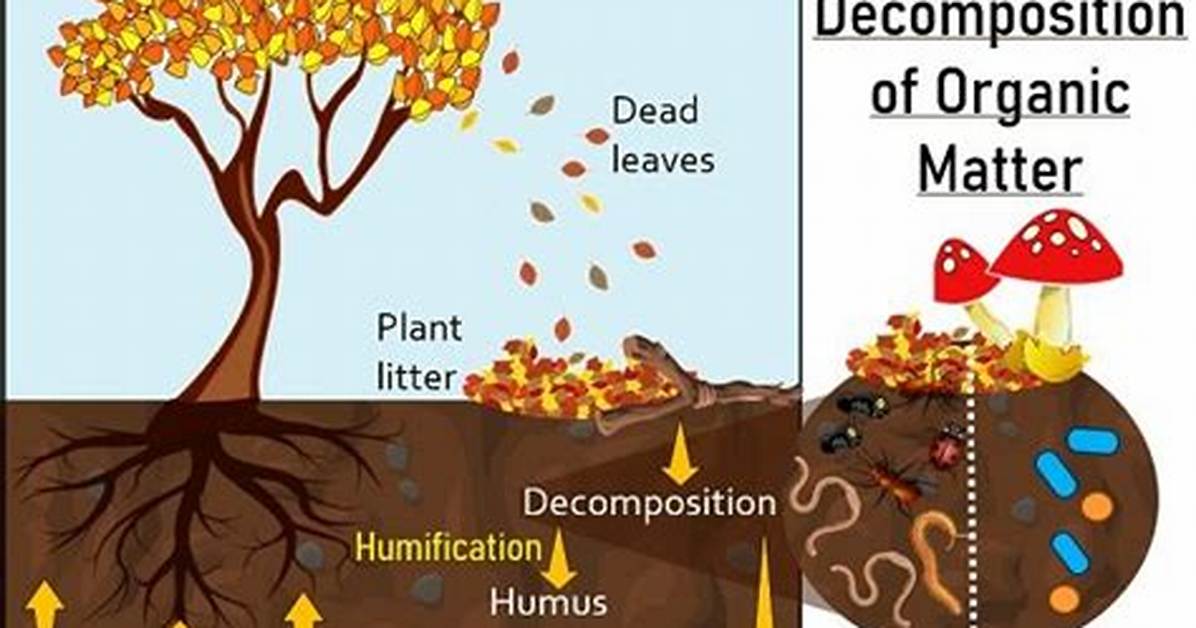 What's Decayed Plant Matter?