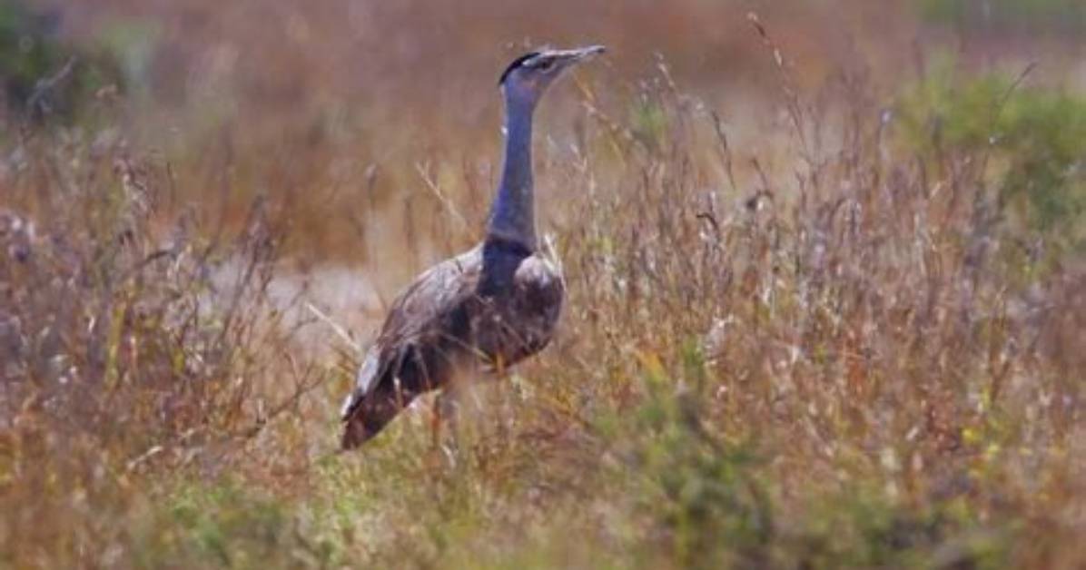 What's Does Bustard Mean?