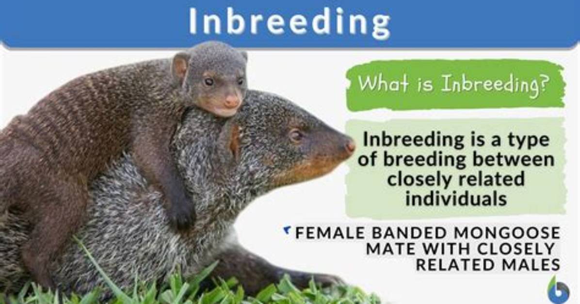What's Does Inbreeding Mean?