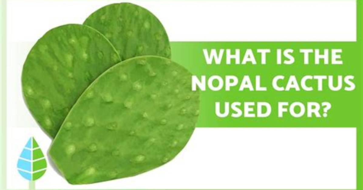What's Does Nopal Mean?
