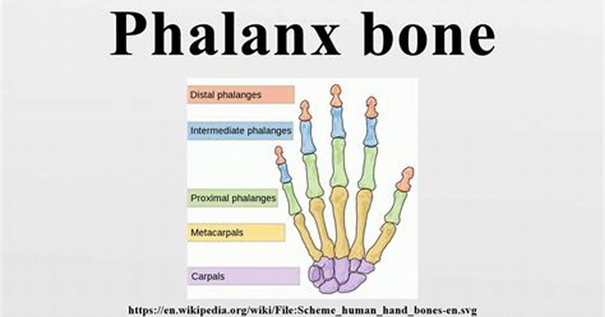 What's Does Phalanx Mean?