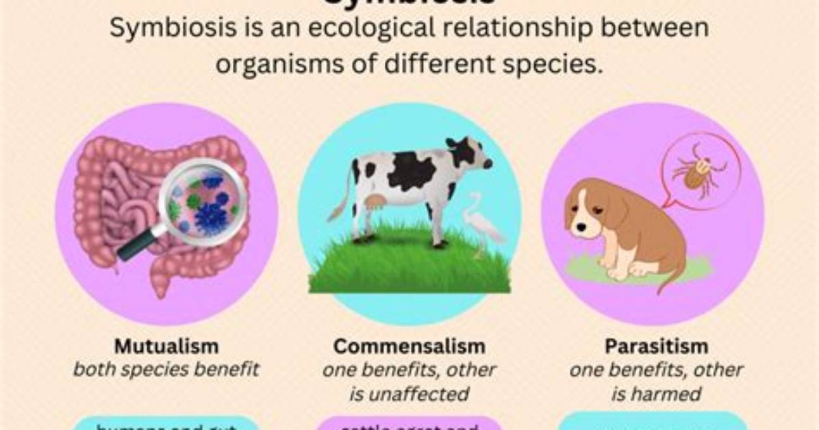 What's Does Symbiotic Mean?
