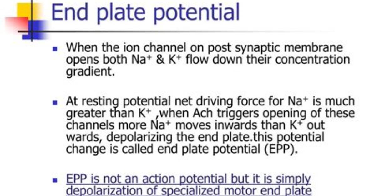 What's End Plate Potential?