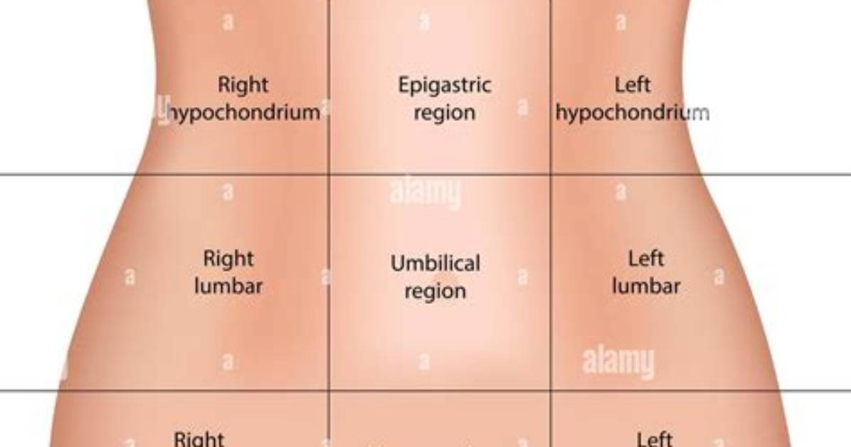 What's in the Epigastric Region?