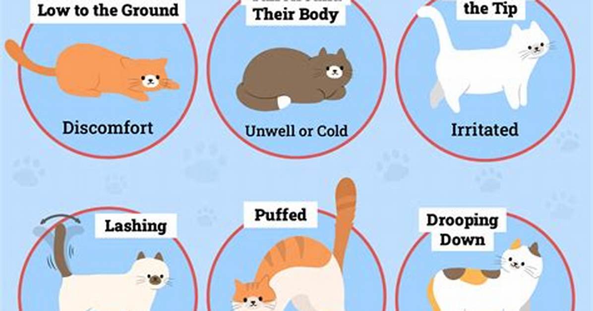 What's It Mean When Your Cat Throws up?