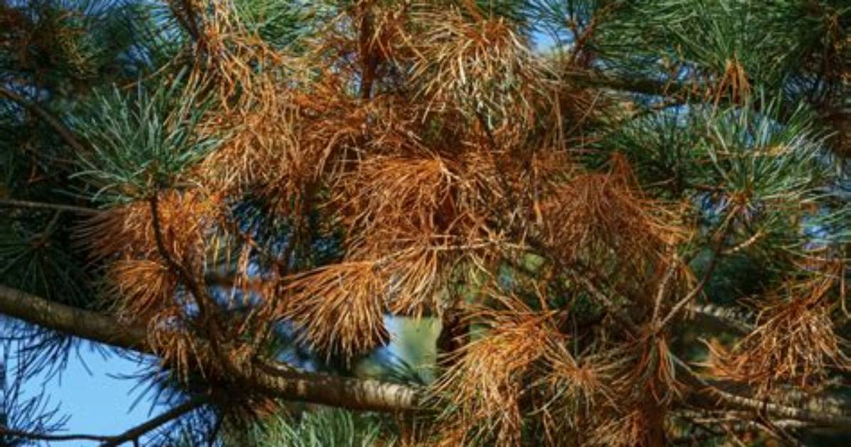What's Killing My Pine Trees