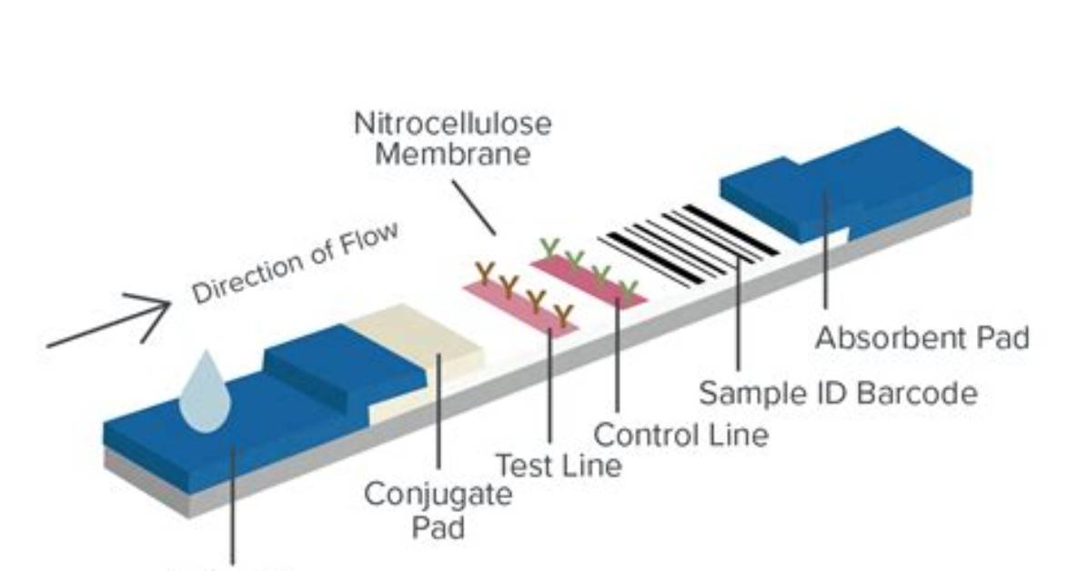 What's Lateral Flow Testing?