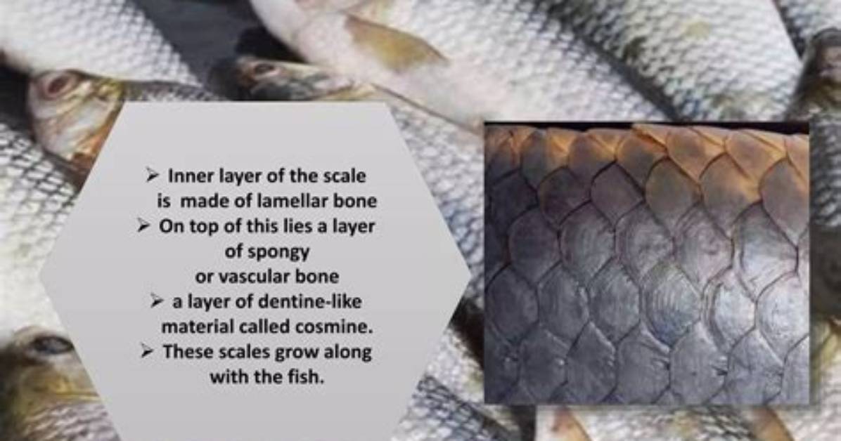 What's Means Fish Scale?