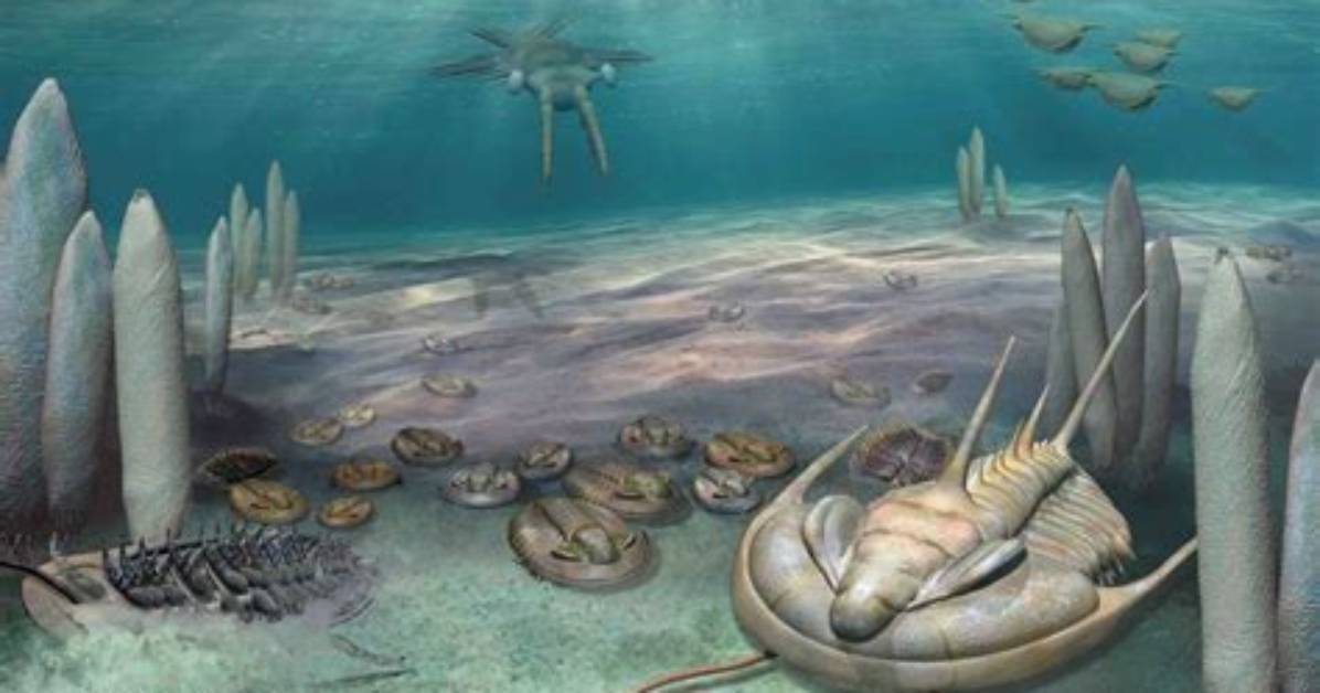 What's the Cambrian Explosion?