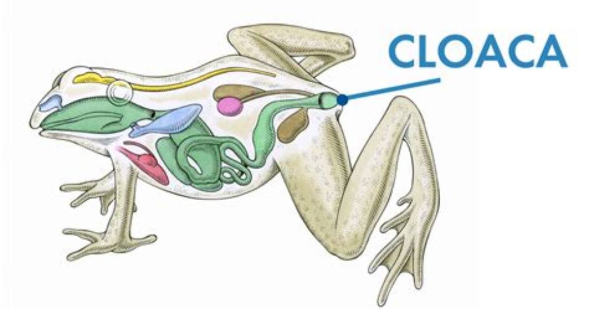 What's the Cloaca Do in a Frog?