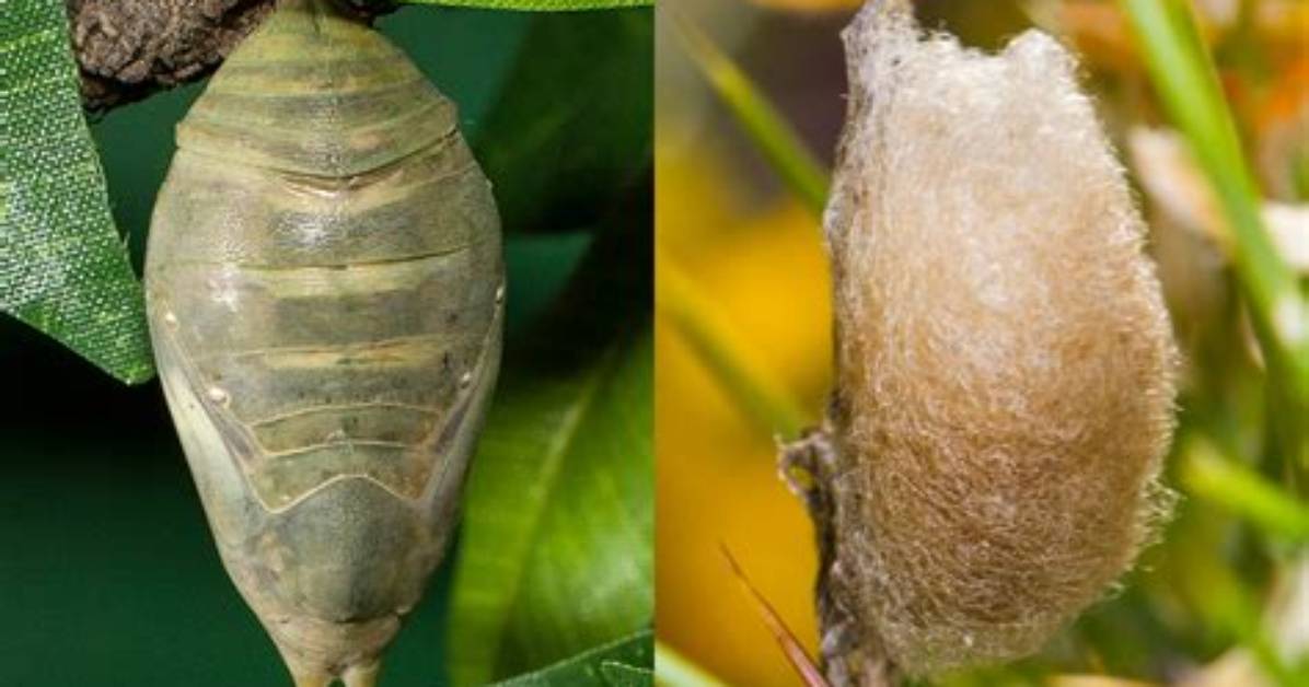 What's the Difference Between a Cocoon and Chrysalis?