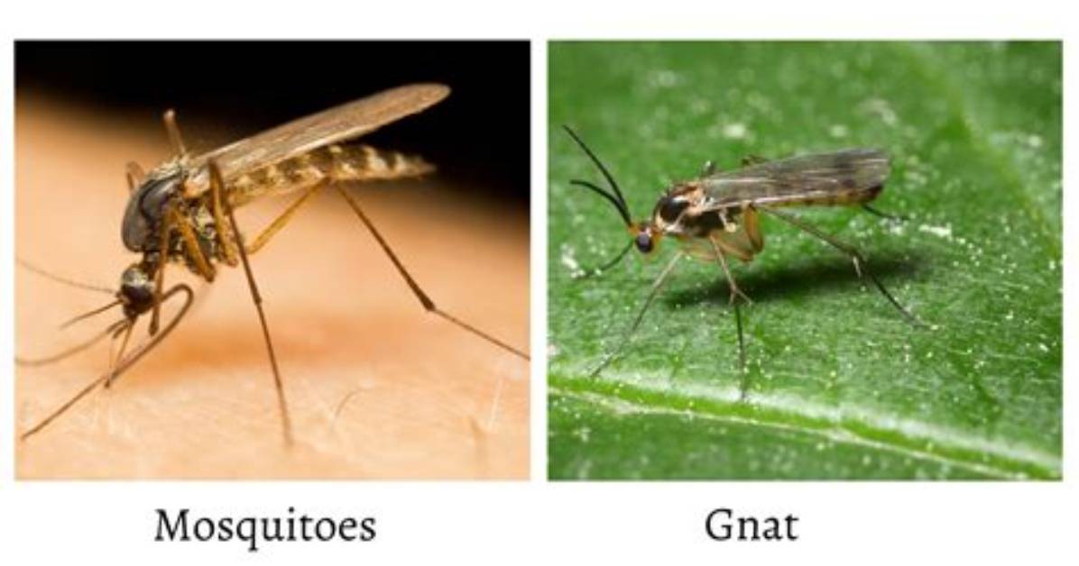 What's the Difference Between a Gnat and a Fruit Fly?