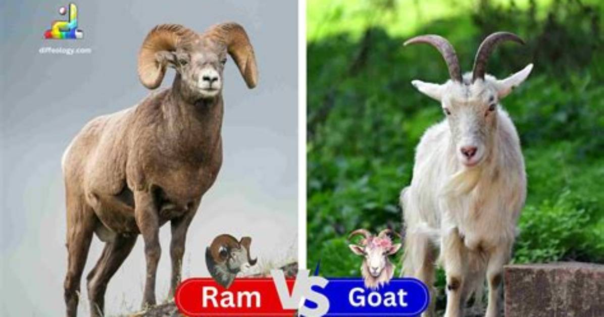 What's the Difference Between a Goat and a Sheep?