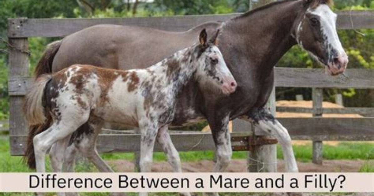 What's the Difference Between a Mare and Broodmare?