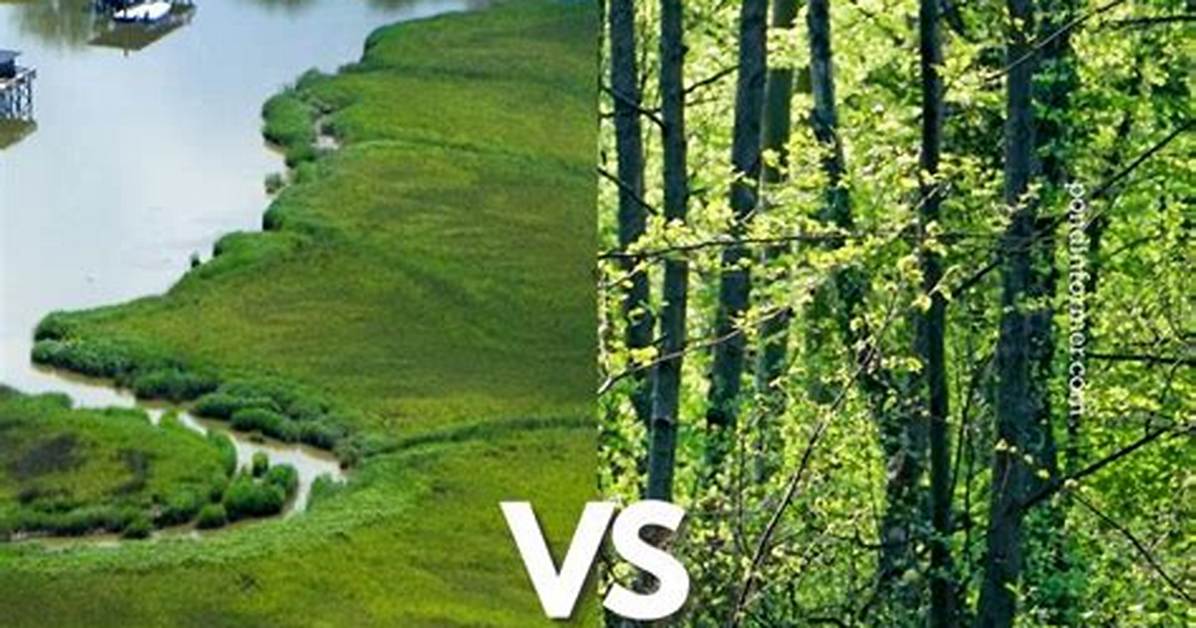 What's the Difference Between a Marsh and a Swamp?