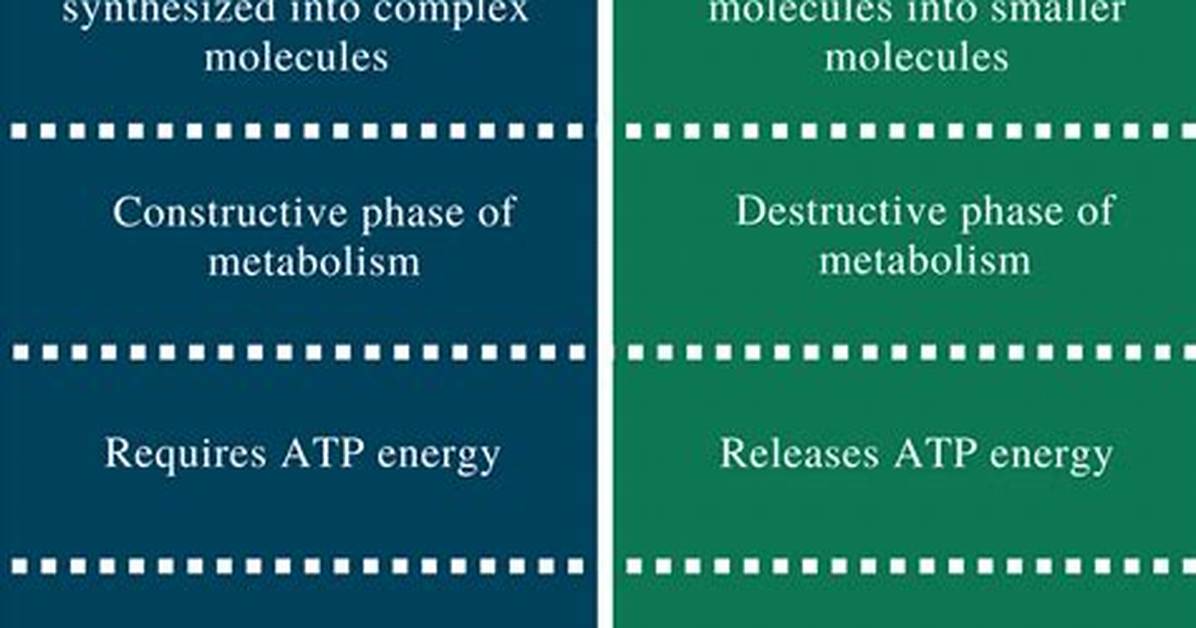 What's the Difference Between Anabolism?
